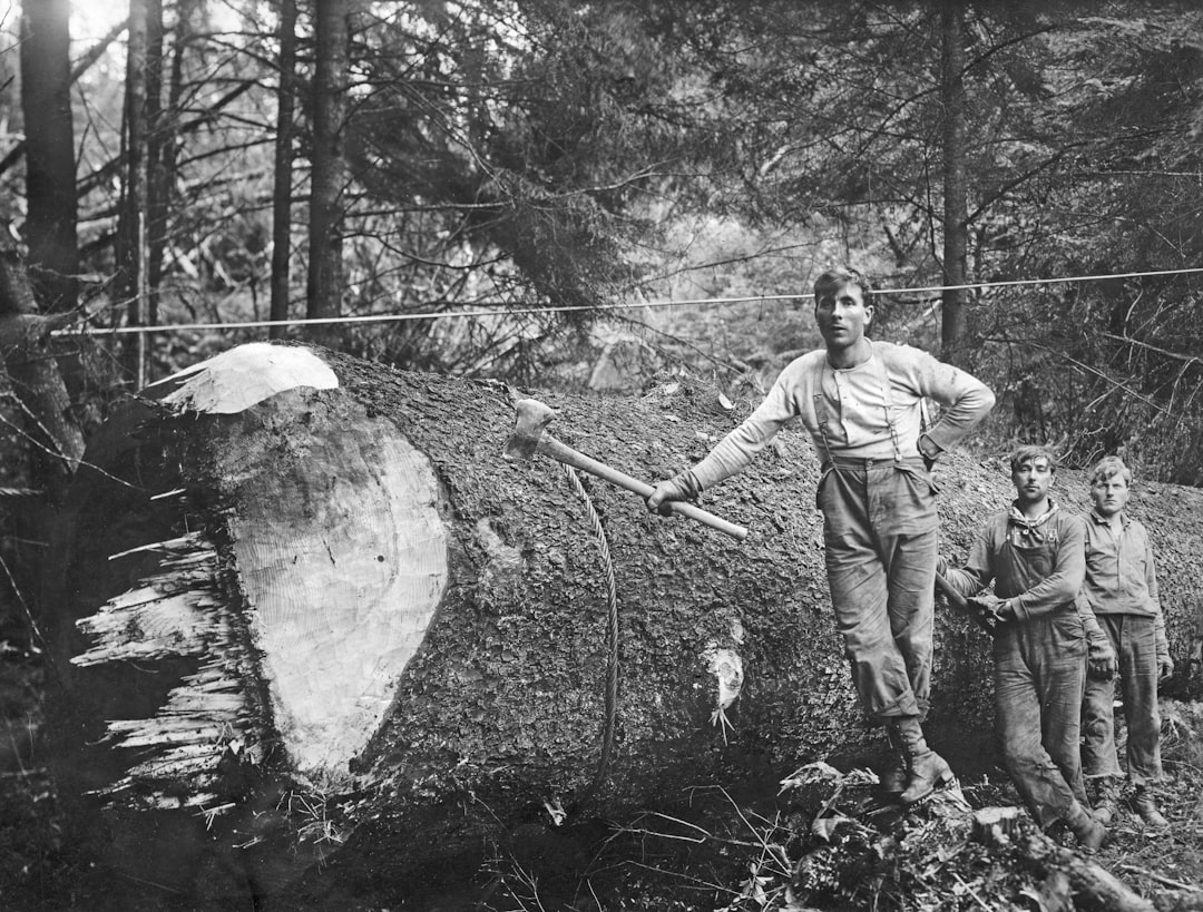 Wycinka drzew - co mówią przepisy i jakie kary mogą Cię spotkać?